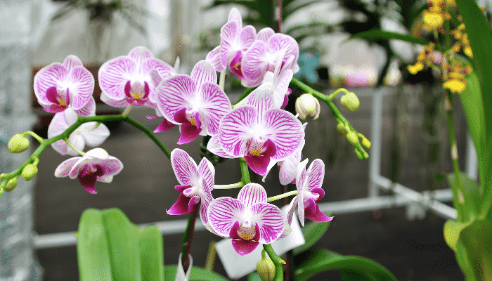 orquídea flores para sombra