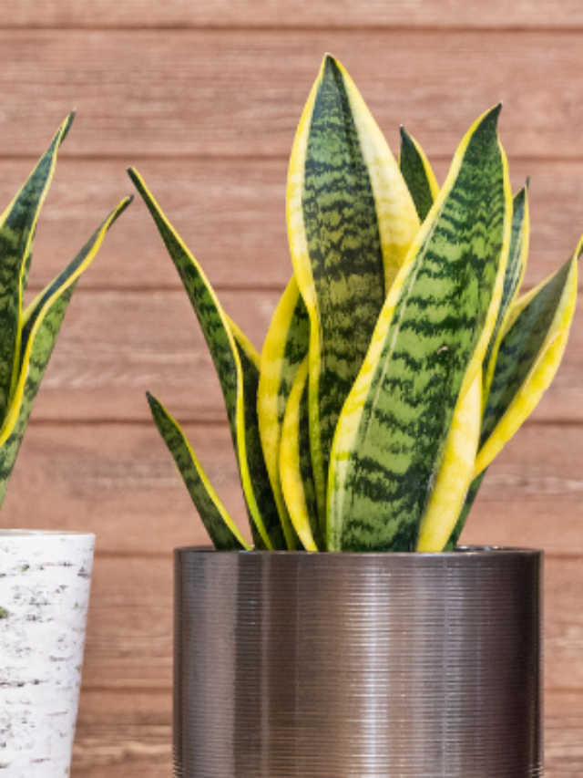 Tipos De Sansevieria Para Voc Cultivar Como Planta De Sombra Terragam