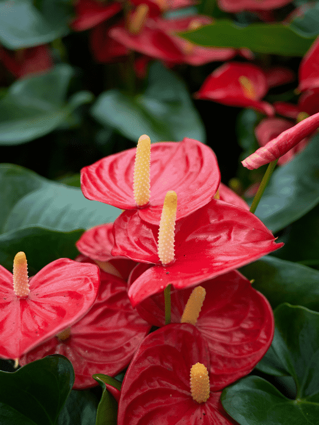 Como Cuidar Do Ant Rio E Ter Uma Flora O Maravilhosa Terragam