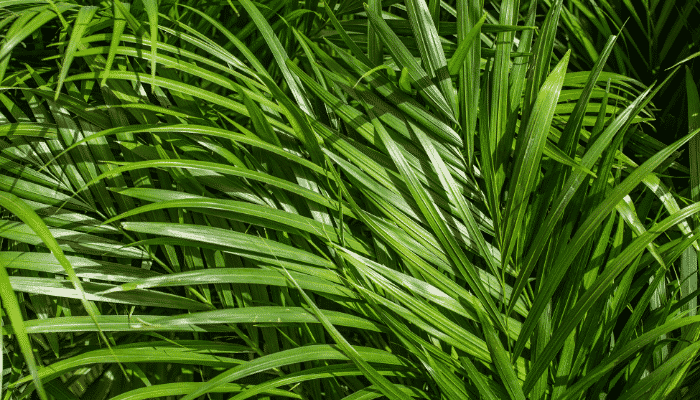 Areca Bambu 