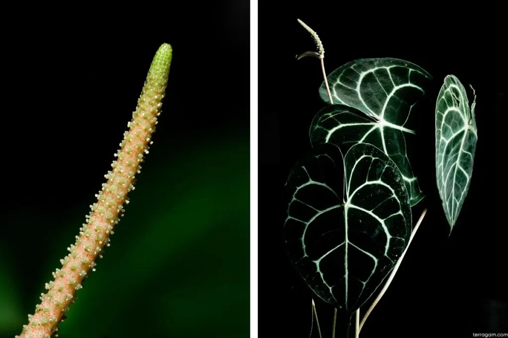 Duas imagens de Anthurium Clarinervium em detalhe da flor espádice a esquerda e a direta a planta com três folhas e uma inflorescência em flor.