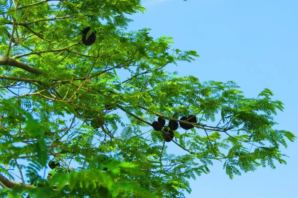 Árvores com crescimento rápido da espécie Enterolobium contortisiliquum com folhas e frutos em forma de orelha e fundo do céu azul