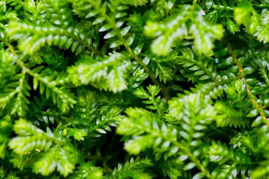 Musgo-tapete com folhas verdes ideal como uma das plantas pequenas para quarto.