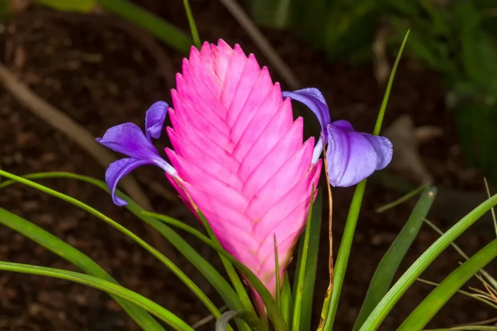 Tillandsia com inflorescência rosa e flores de cor roxa para cultivo como opção de plantas pequenas para quarto.