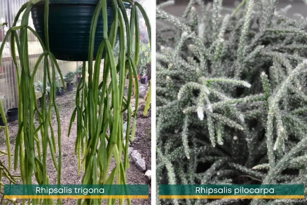 Rhipsalis trigona em vaso preto suspenso em jardim e R. pilocarpa em zoom