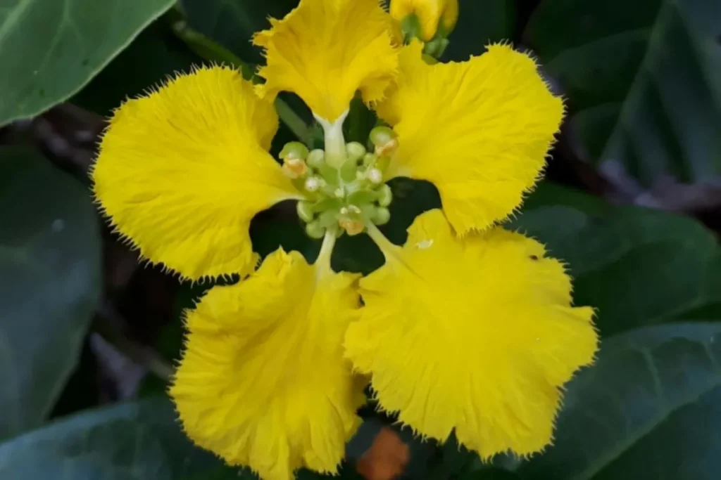 Flor amarela da Estigmafilo ou trepadeira amarela Stigmaphyllon ciliatum