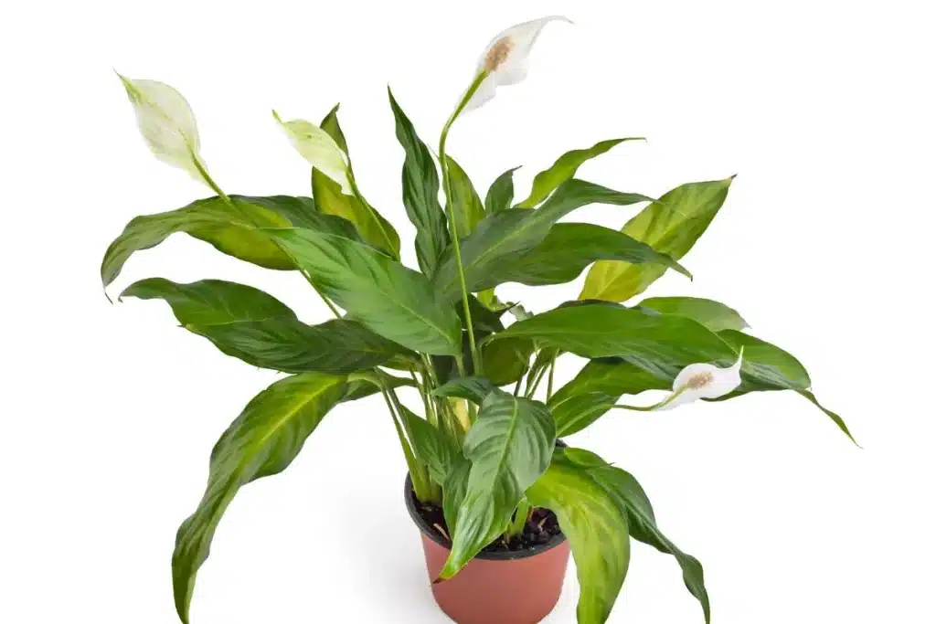 Spathiphyllum wallisii, uma das melhores plantas para sala de estar
