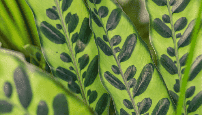 calathea lancifolia
