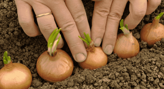como plantar cebola