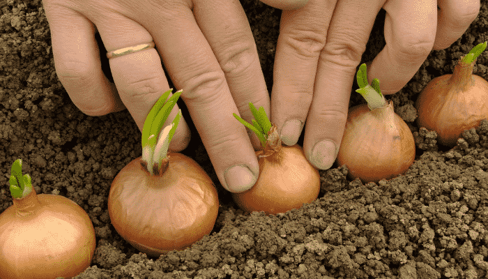 como plantar cebola