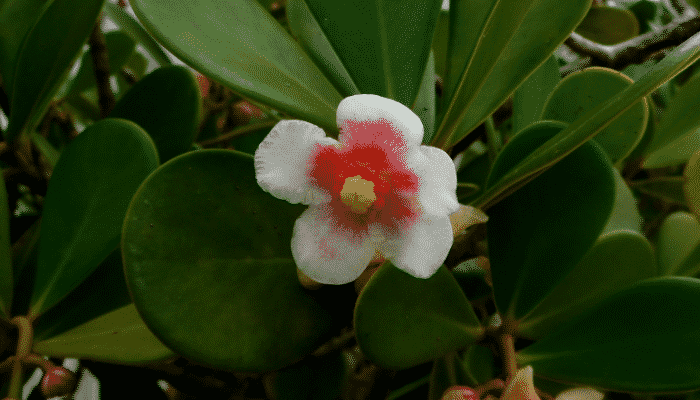 clusia rosea