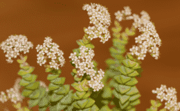 suculenta crassula