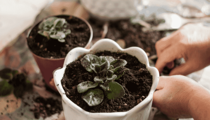 como propagar as plantas de interior