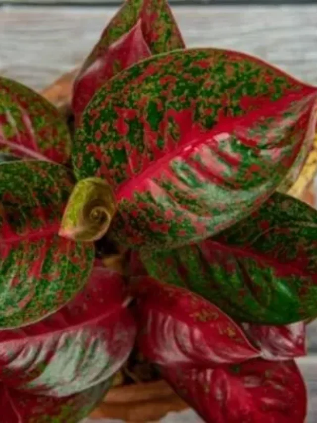 Aglaonema: Planta Fácil e de Sombra