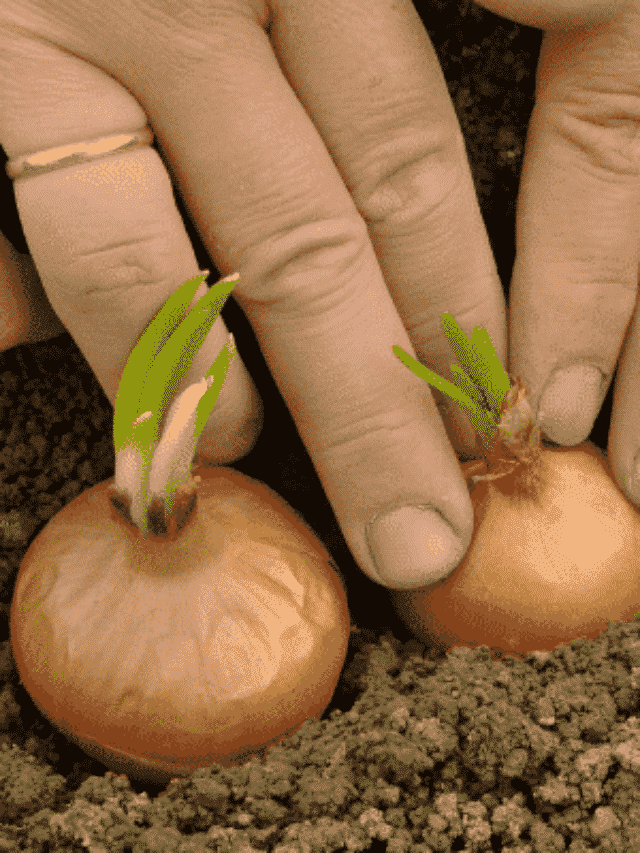 Como Plantar Cebola em Jardins e Vasos