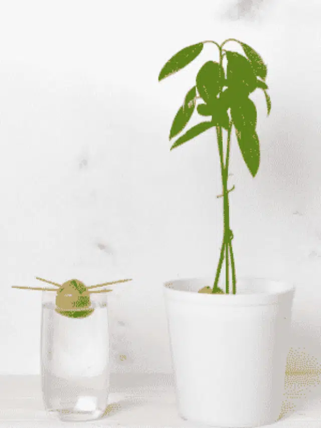 Como Plantar Semente de Abacate