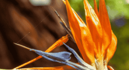 cropped-Strelitzia.png