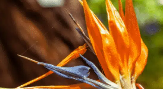 cropped-Strelitzia.png