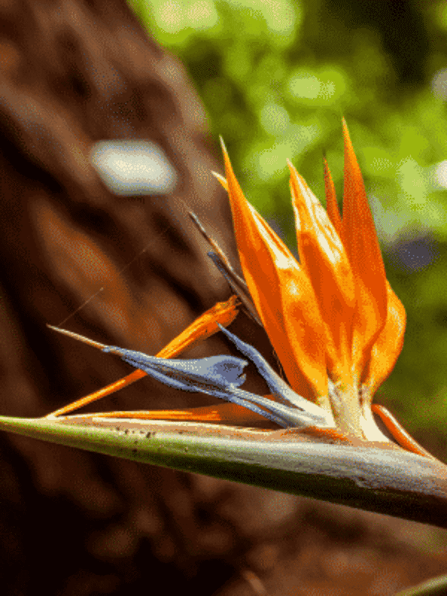 Cultive a Estrelítzia no Seu Jardim