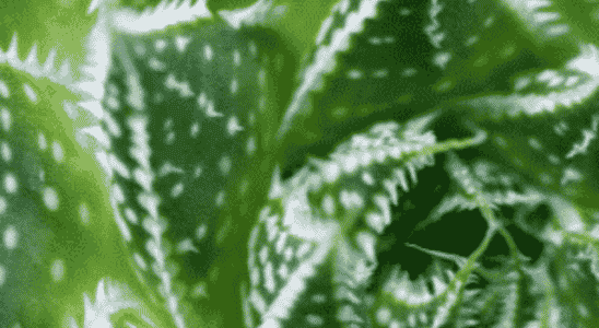 cropped-Suculenta-aloe-aristata.png