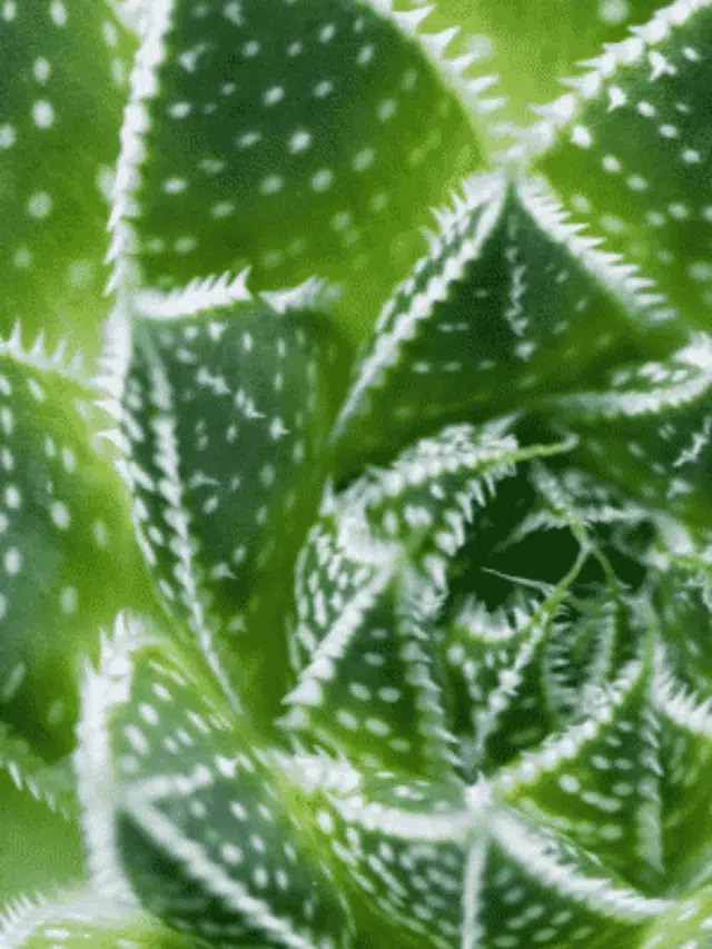 Suculenta Aloe Aristata: Como Cuidar Dessa Maravilha
