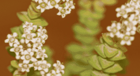 cropped-Suculenta-crassula-rupestris.png