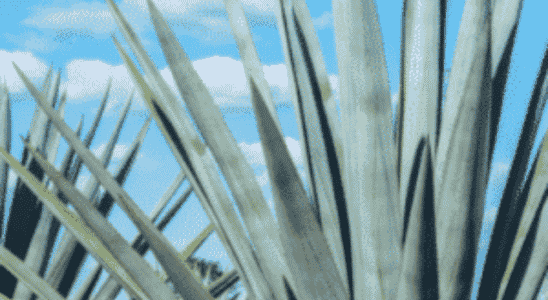 cropped-agave-azul.png