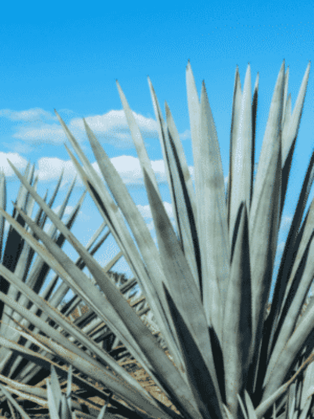 Agave Azul: Tenha em Casa a Planta da Tequila