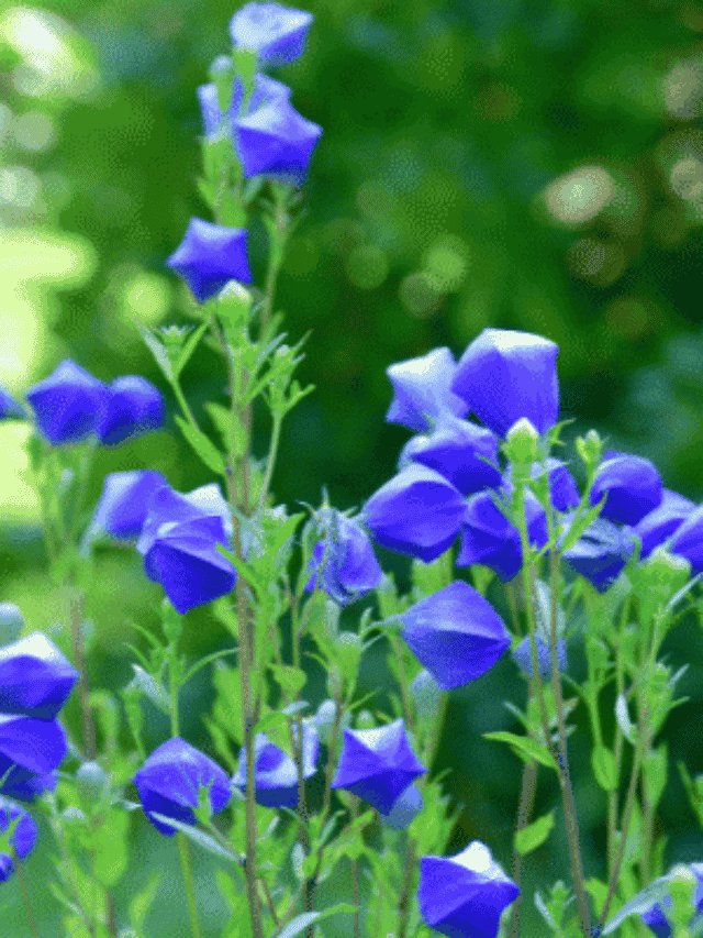 Campainha-da-China: Conheça essa Linda Flor para o Jardim