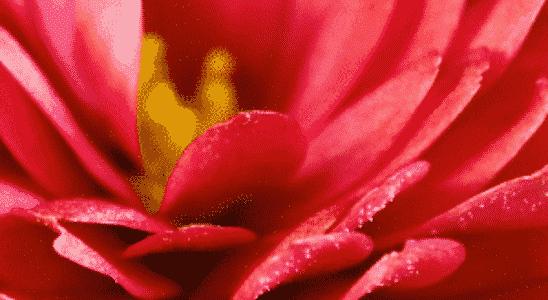 cropped-crisantemos.png