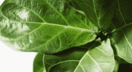cropped-ficus-lyrata.png