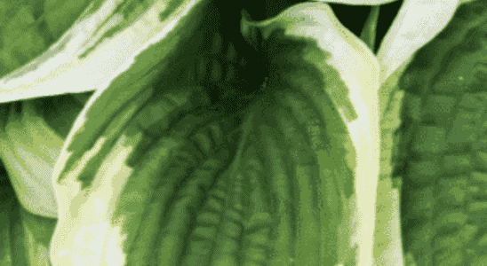 cropped-hostas.png