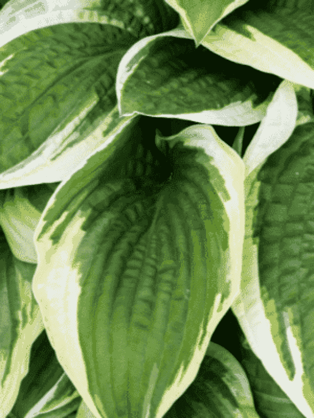 Planta Hosta: Folhas Coloridas Maravilhosas