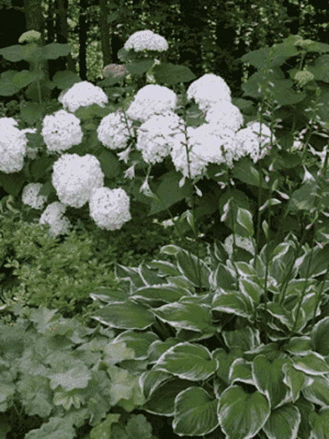 Plantas para Jardins Sombreados