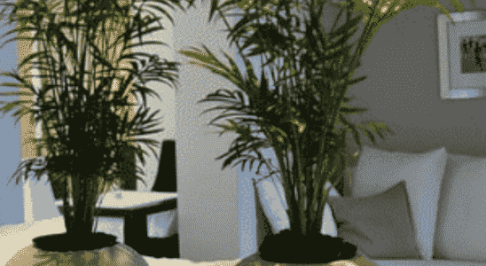 cropped-melhores-plantas-para-sala-feng-shui.png