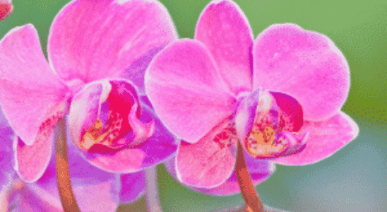 cropped-orquidea-Phalaenopsis.png