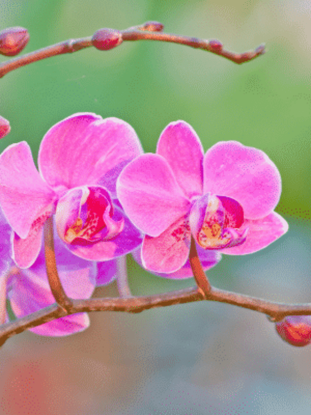 Dicas Sobre Como Cuidar da Orquídea Phalaenopsis