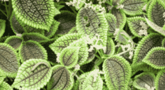 cropped-planta-da-amizade-pilea-involucrata.png