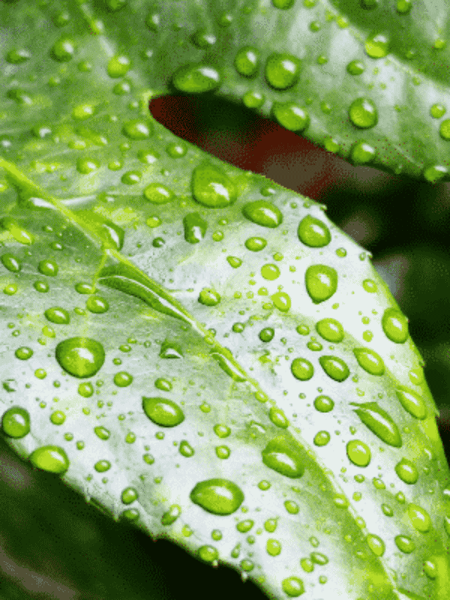 Como Salvar a Planta Que Recebeu Muita Água