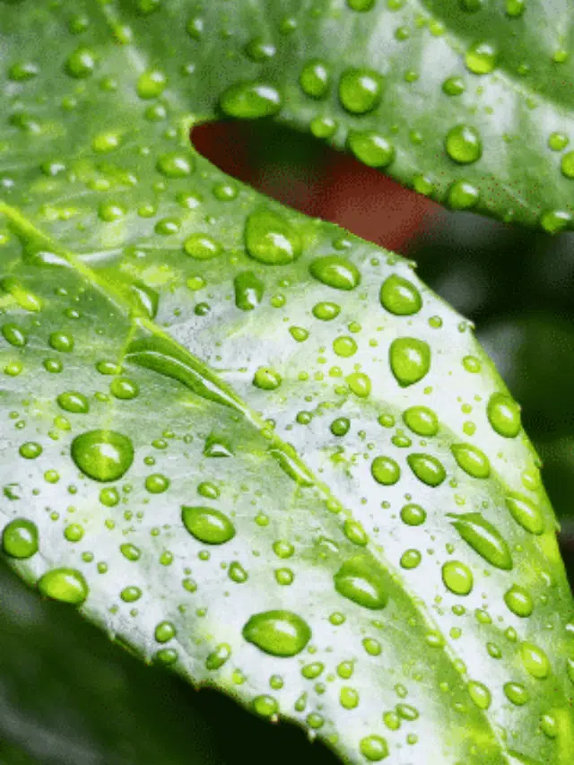 Como Salvar a Planta Que Recebeu Muita Água