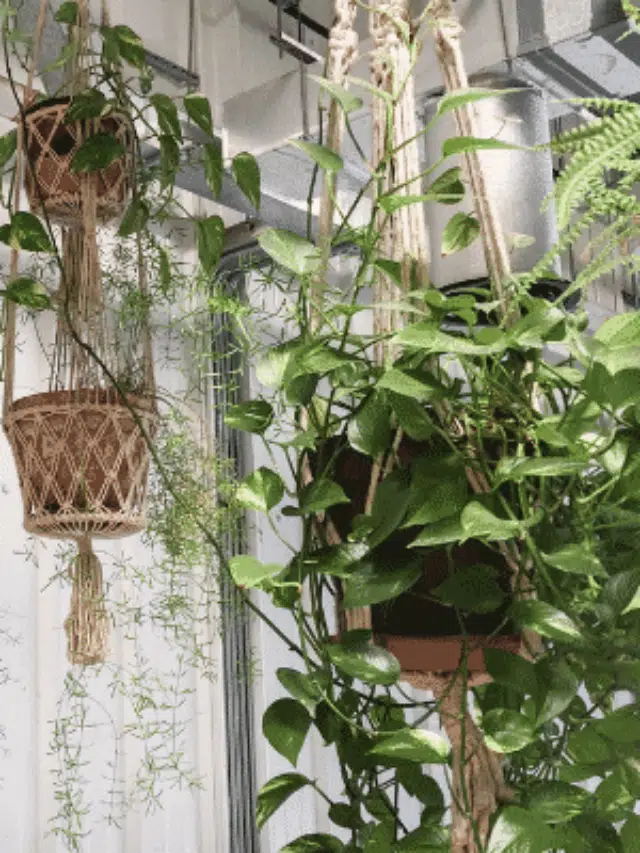Ideias de Plantas Pendentes de Sombra Para Arrasar na Decoração