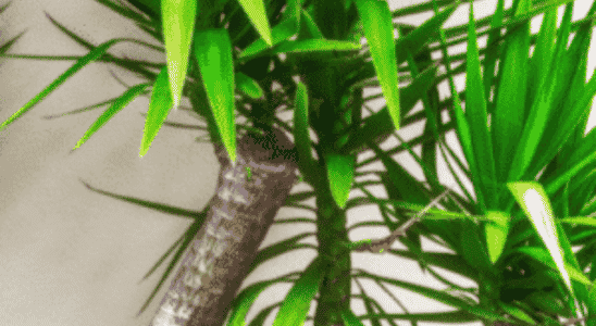 cropped-plantas-yucca.png