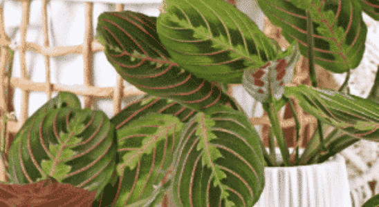 cropped-problemas-com-a-calathea.png