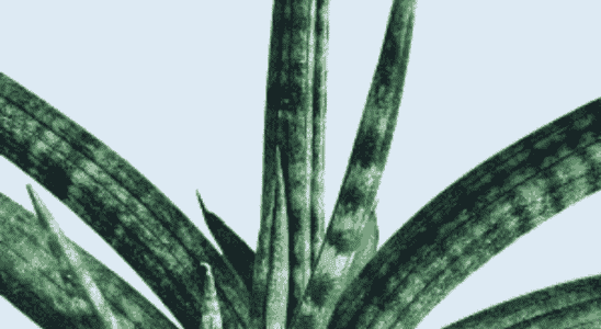 cropped-sansevieria-cilindrica.png