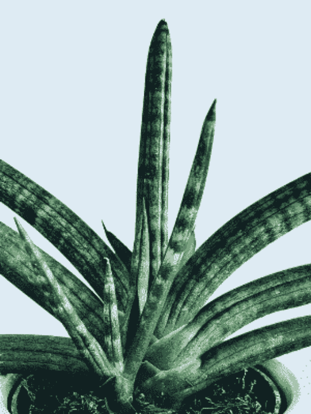 Comprando uma Sansevieria Cilíndrica: Como Escolher a Planta Certa?