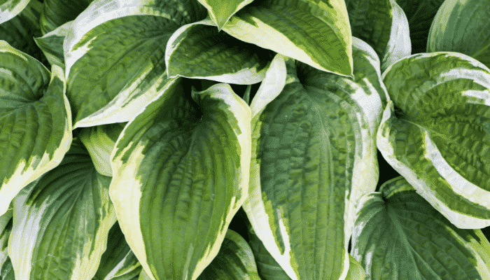 hostas
