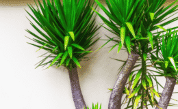 plantas yucca