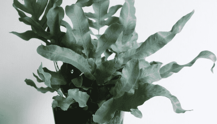 Samambaia-azul plantas para apartamentos