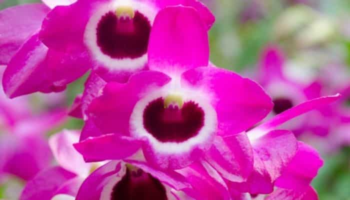 como cuidar da orquídea dendrobium nobile