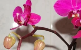 Orquídea Phalaenopsis